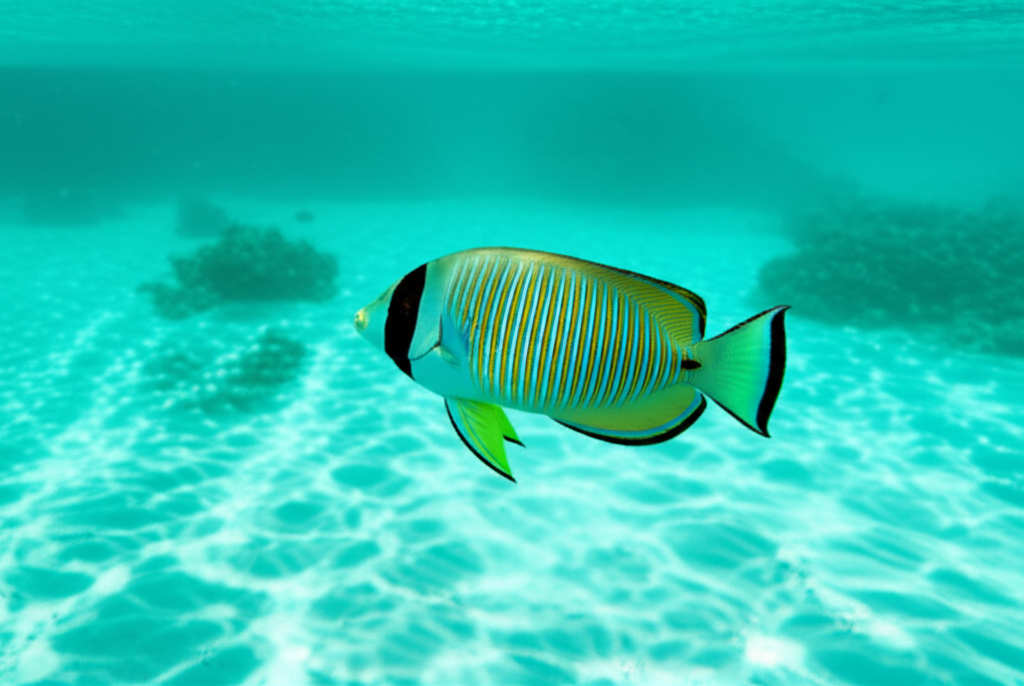 صورة لـ سمك