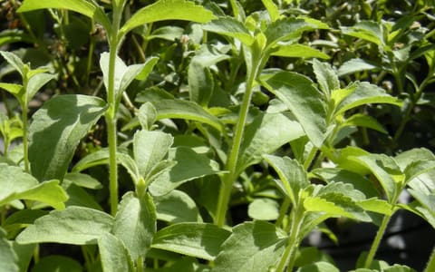 Leaves of the stevia plant
