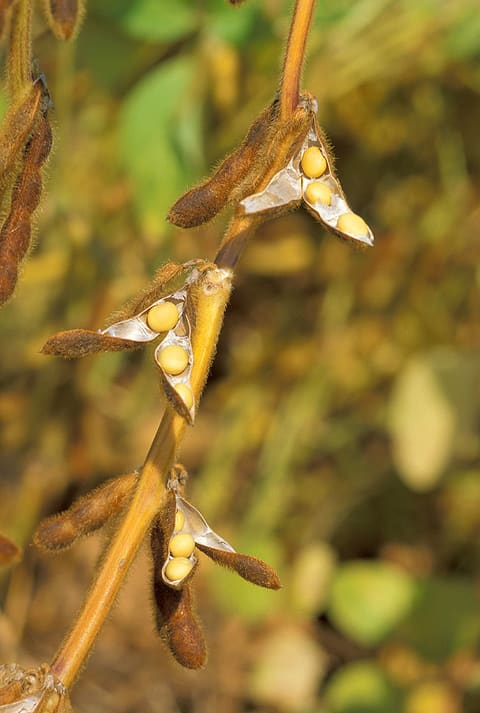 Soybeans, a common lecithin source