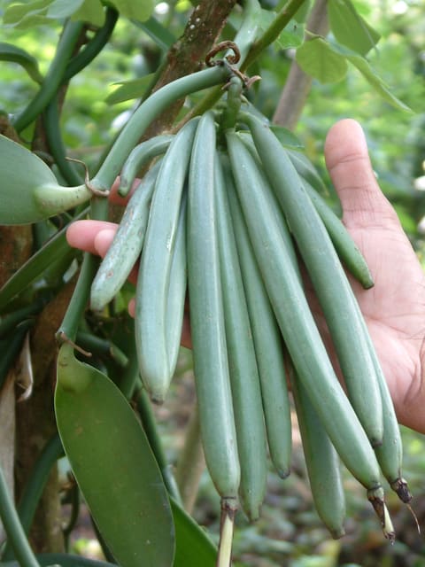 Dried vanilla pods