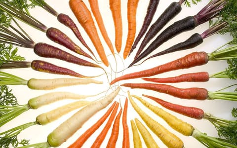 Carrots in orange, yellow, white and purple; the orange colour comes from carotenes