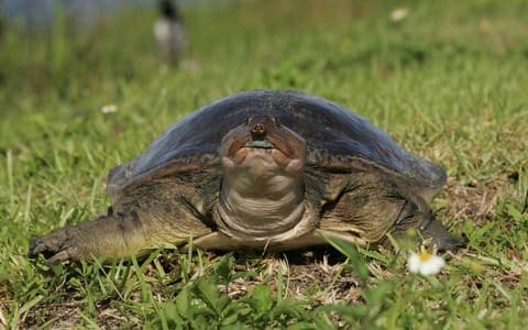 A soft-shelled turtle on grass in Everglades National Park