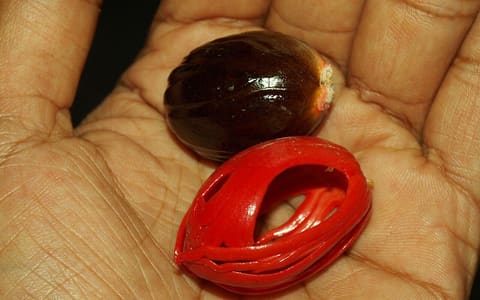 A whole nutmeg seed beside its red mace covering, held in a hand