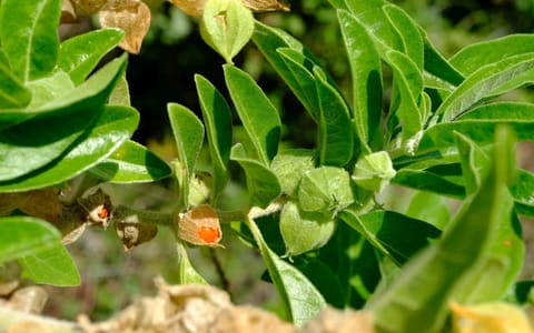 The ashwagandha plant (Withania somnifera), with a ripe orange berry in its papery husk